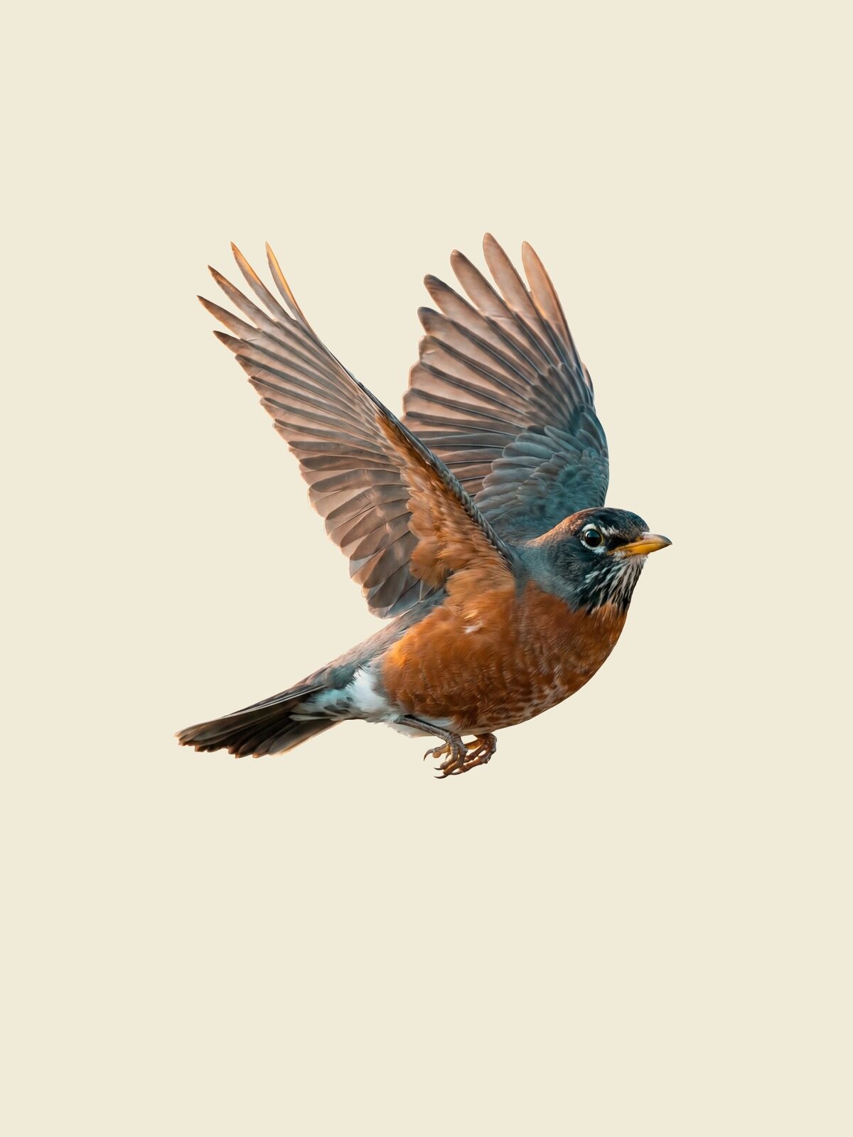 The American robin in flight, wings raised, on cream parchment