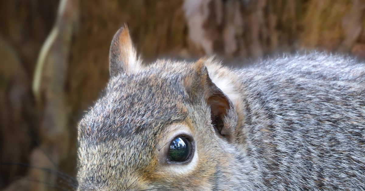 Going Nuts for SQUEIL